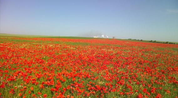 Les Coquelicots En Baie De Somme Villa Saint-Blimont Eksteriør bilde